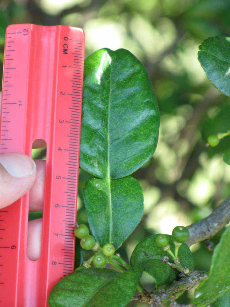                 Unifoliolate   leaf (Kaffir, Winter Haven, FL)       